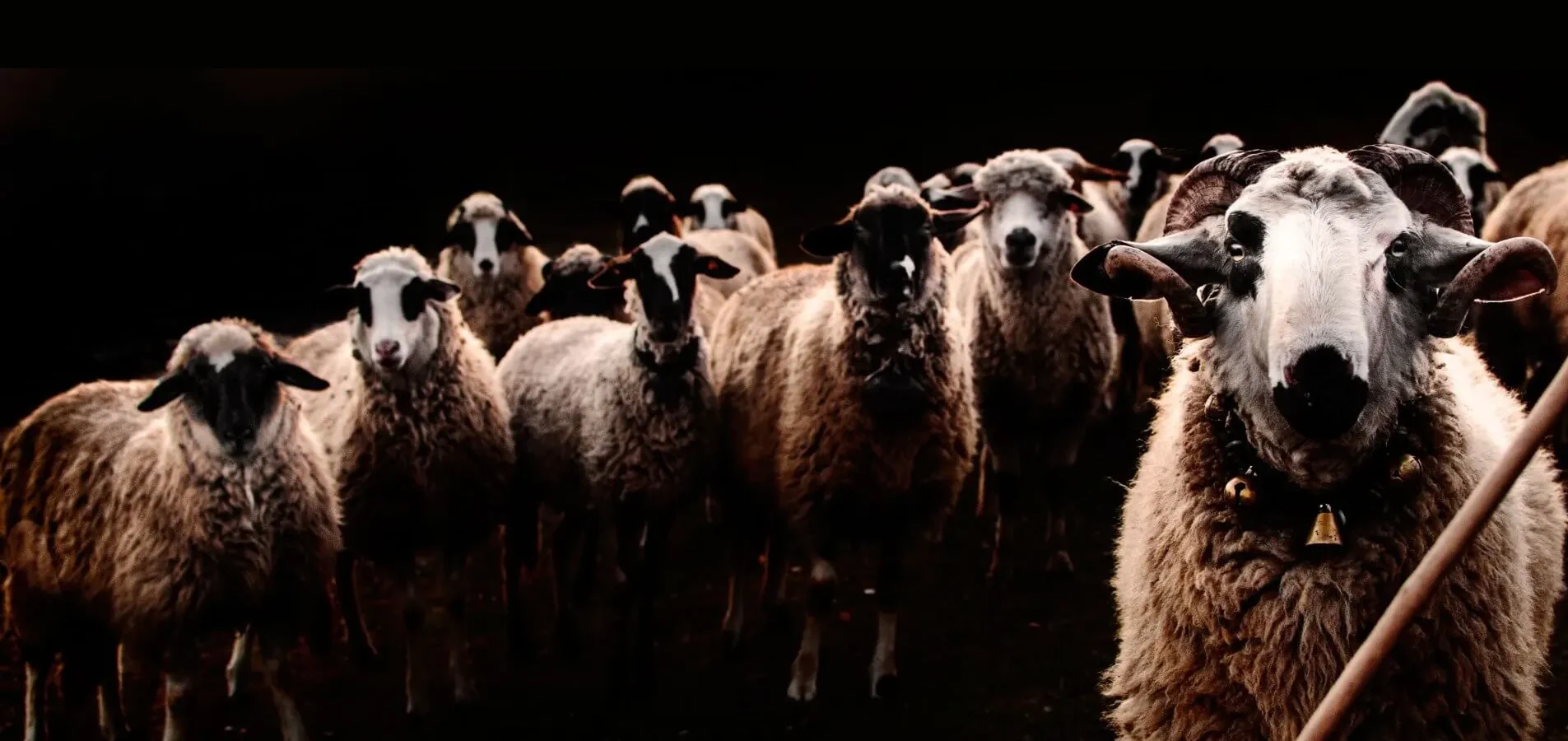 Овце на зелена поляна - източник на българска вълна за ръчно плетени шалове