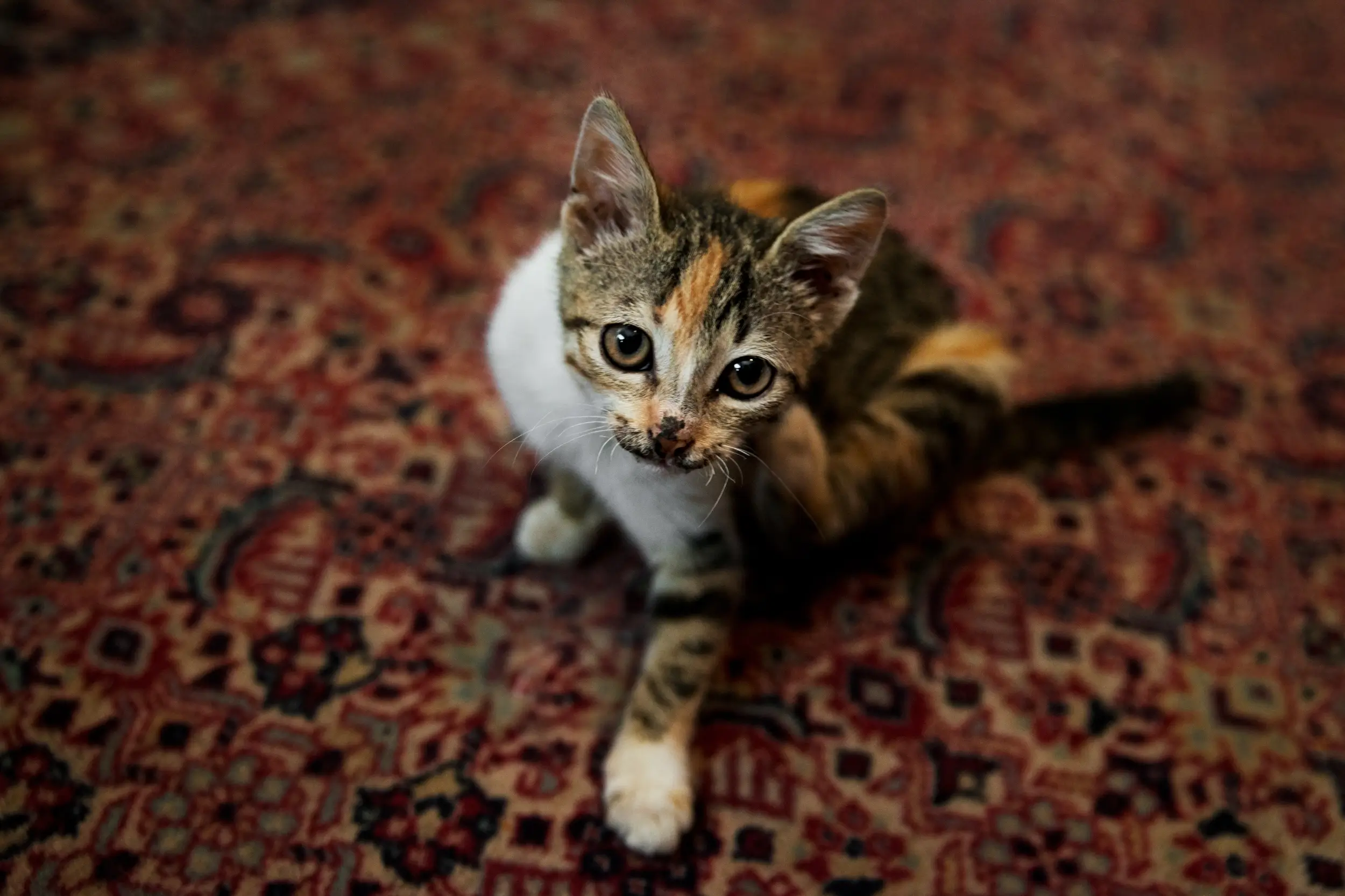 Топлината на баба дома - plet.bg Сладко котенце на традиционен шарен килим в дома на баба